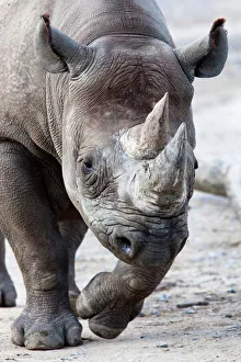Images Dated 12th October 2009: Black Rhino, South Africa, Africa