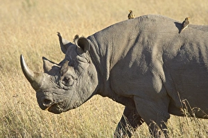 Black rhinoceros or hook-lipped rhinoceros