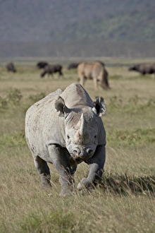 Images Dated 30th September 2007: Black rhinoceros (hook-lipped rhinoceros) (Diceros bicornis), Lake Nakuru National Park