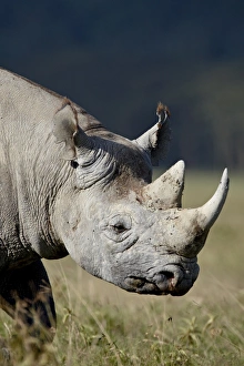 Images Dated 30th September 2007: Black rhinoceros (hook-lipped rhinoceros) (Diceros bicornis), Lake Nakuru National Park