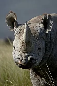 Images Dated 30th September 2007: Black rhinoceros (hook-lipped rhinoceros) (Diceros bicornis), Lake Nakuru National Park