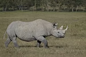 Images Dated 30th September 2007: Black rhinoceros (hook-lipped rhinoceros) (Diceros bicornis), Lake Nakuru National Park