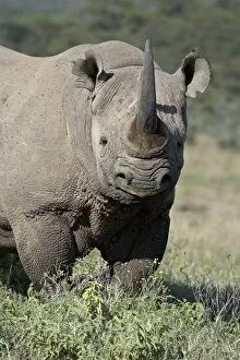 Images Dated 2nd October 2007: Black rhinoceros (hook-lipped rhinoceros) (Diceros bicornis), Lake Nakuru National Park