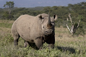 Images Dated 2nd October 2007: Black rhinoceros (hook-lipped rhinoceros) (Diceros bicornis), Lake Nakuru National Park
