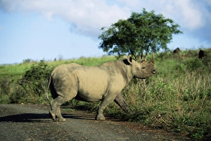 Black rhinoceros (rhino)