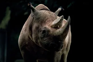 Endangered Species Gallery: Black rhinoceros (rhino)