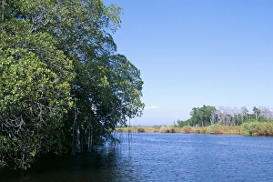 Black River, St