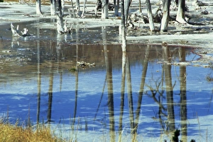 Yellow Stone Prints: Black Sand Basin, Yellowstone National Park