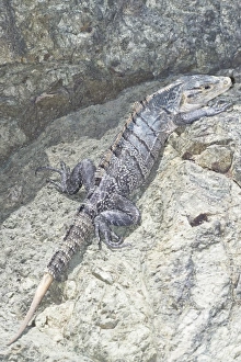 Images Dated 17th January 2009: Black spiny tailed Iguana (Ctenosaur similis), Manuel Antonio National Park