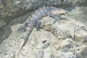 Images Dated 17th January 2009: Black spiny tailed Iguana (Ctenosaur similis), Manuel Antonio National Park