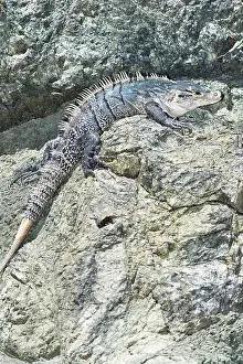 Rica Prints: Black spiny tailed Iguana (Ctenosaur similis) crawling