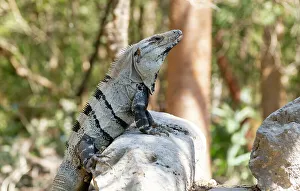 Black Spiny-tailed Iguana (Ctenosaura similis), Chichen Itza, Yucatan, Mexico, North America