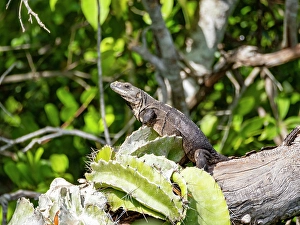Opportunity Prints: Black Spiny-tailed iguana (Ctenosaura similis), on New River near Lamanai, Belize
