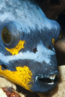 Images Dated 2nd June 2008: Black spotted pufferfish (Arothron nigropunctatus), Sulawesi, Indonesia, Southeast Asia, Asia