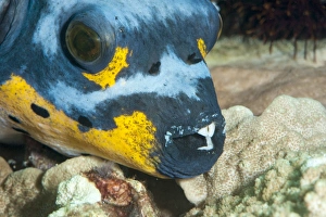 Images Dated 2nd June 2008: Black spotted pufferfish (Arothron nigropunctatus), Sulawesi, Indonesia, Southeast Asia, Asia
