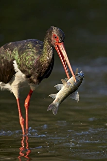 Shorebird Prints: Black stork (Ciconia nigra) with a fish, Kruger National Park, South Africa, Africa