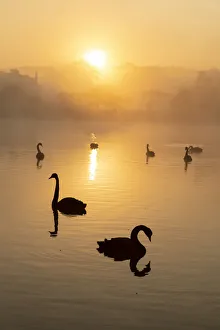 Water Bird Prints: Black swan (Cygnus atratus), at sunrise, Kent, England, United Kingdom, Europe