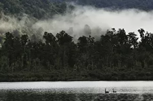 Images Dated 23rd April 2010: Black swans (Cygnus atratus), on Lake Moeraki, West Coast, South Island