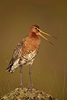 Black-Tailed Godwit (Limosa limosa), Lake Myvatn, Iceland, Polar Regions