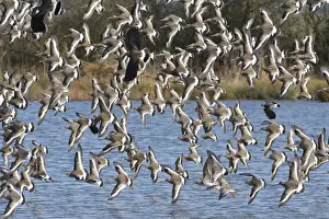 Black-tailed godwit (Limosa limosa) flock flying low over a shallow lake, Gloucestershire