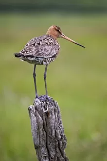 Images Dated 7th July 2009: Black-tailed godwit (Limosa limosa) perched on post, near Vik, South Iceland