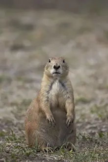 South Dakota Prints: Black-tailed prairie dog (blacktail prairie dog) (Cynomys ludovicianus)
