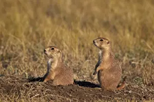 Two black-tailed prairie dog (blacktail prairie dog) (Cynomys ludovicianus), Custer State Park, South Dakota, United States of America, North America