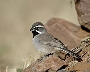 Images Dated 10th November 2008: Black-throated sparrow (Amphispiza bilineata), Rockhound State Park, New Mexico