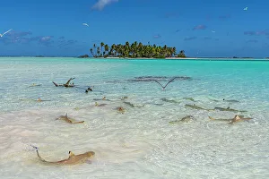 Shark Prints: Black tipped reef sharks in the Blue Lagoon
