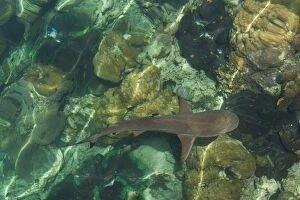 Images Dated 17th August 2008: Black tipped sharks in the crystal clear waters of the Marovo Lagoon, Solomon Islands, Pacific