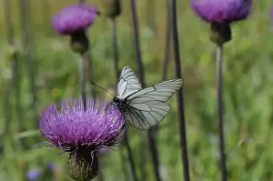 Julian Alps Prints: Black veined white butterfly (Aporia crataegi) feeding from Pannonic thistle (Cirsium pannonicum)