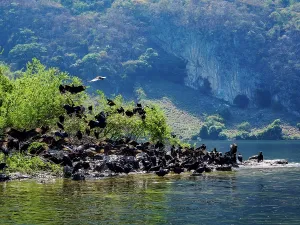 Sumidero Prints: Black Vultures (Coragyps atratus) at Sumidero Canyon, Chiapas State, Mexico