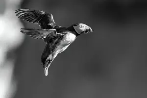 Animal Behavior Prints: Black and whilte image of an Atlantic Puffin (Fratercula arctica)