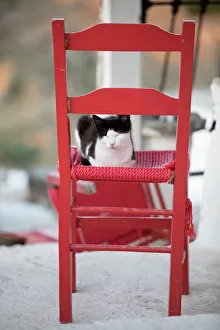 Kastro Prints: Black and white cat asleep on red chair