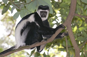 Images Dated 28th March 2008: Black and white colobus monkey (Colobus satanas), Ethiopia, Africa