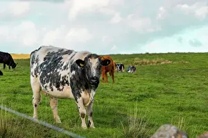 Cattle Prints: Black and white cow standing in a green field with other cows in the background under a cloudy sky
