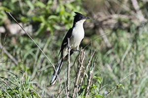 A black and white cuckoo (Oxylophus jacobinus), perching, Tsavo, Kenya, East Africa