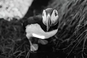 Nature Lovers Prints: Black and white image of an Atlantic Puffin