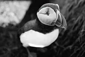 Bird Colony Prints: Black and white image of an Atlantic Puffin (Fratercula arctica)