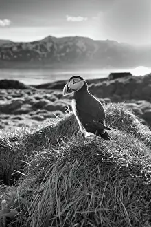 Nature Lovers Prints: Black and white image of an Atlantic Puffin (Fratercula arctica)