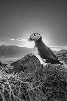 Nature Lovers Prints: Black and white image of an Atlantic Puffin (Fratercula arctica)