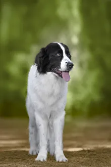 Domestic Animals Prints: Black and white Landseer dog breed standing, Italy, Europe