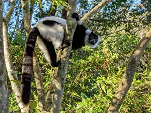 Sanctuary Prints: Black and white ruffed lemur climbing a tree in Madagascar during a sunny day