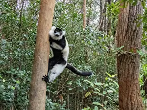 Jungle Prints: Black and white ruffed lemur climbs a tree in its habitat in Madagascar