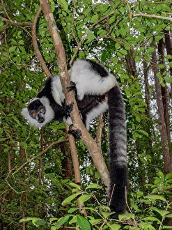 Strong Prints: Black and white ruffed lemur climbs a tree in Lemur Island within Antasibe Madagascar during the day