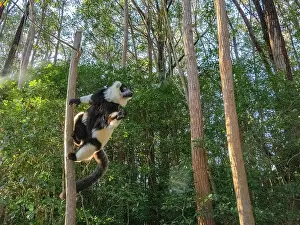 Skills Prints: Black and white ruffed lemur climbs on a tree at Lemur Island in Madagascar during a sunny day