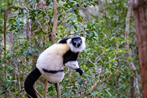 Hotspot Prints: Black and white ruffed lemur climbs a tree in Madagascar during daylight