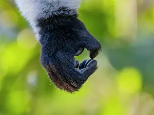 Sanctuary Prints: Black and white ruffed lemur hand details captured in Antasibe