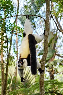 Hanging Prints: Black and white ruffed lemur hangs from tree branch in Andasibe National Park at midday
