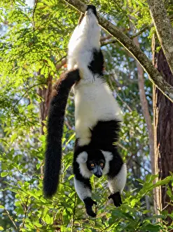 Mammals Prints: Black and white ruffed lemur hangs from a tree branch in its habitat at Lemur Island in Madagascar